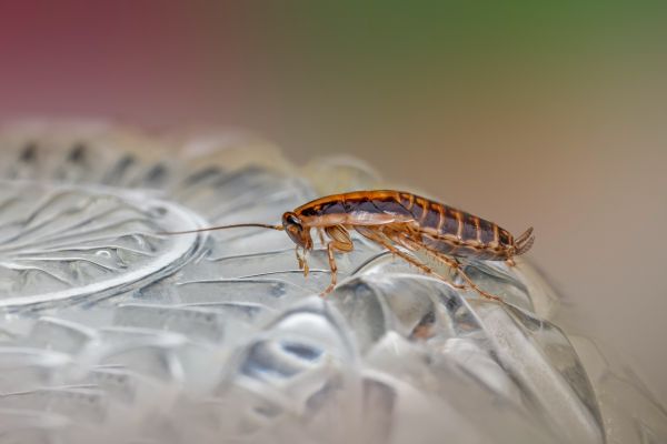 Solutions performantes pour éradiquer les punaises de lit à Nice